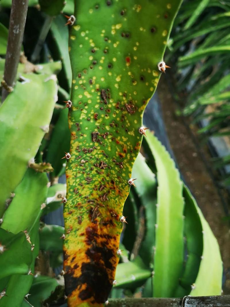 火龙果植保方案.海南盛世裕农提供全程植保方案